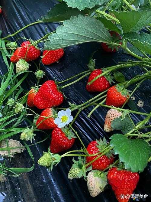 草莓水蜜桃香蕉甜橙芒果的甜蜜组合盛宴